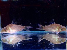 画像3: 【淡水魚】【通販】爆安 激レア コリドラス アマパプンクタータス ワイルド【1匹 サンプル画像】(±4.5cm)（コリドラス）（生体）（熱帯魚）NKCR (3)