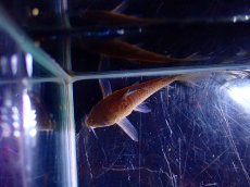 画像4: 【淡水魚】【通販】爆安 激レア コリドラス アマパプンクタータス ワイルド【1匹 サンプル画像】(±4.5cm)（コリドラス）（生体）（熱帯魚）NKCR (4)