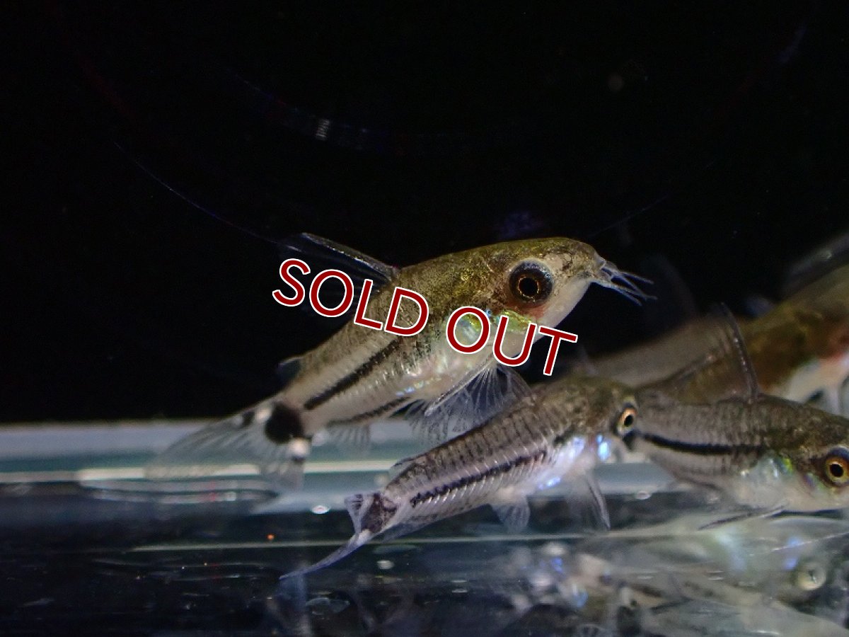 画像2: 【淡水魚】【通販】売り切りセール コリドラス ハステータス ブラックライン【1匹 サンプル画像】（コリドラス）（生体）（熱帯魚）NKCR (2)