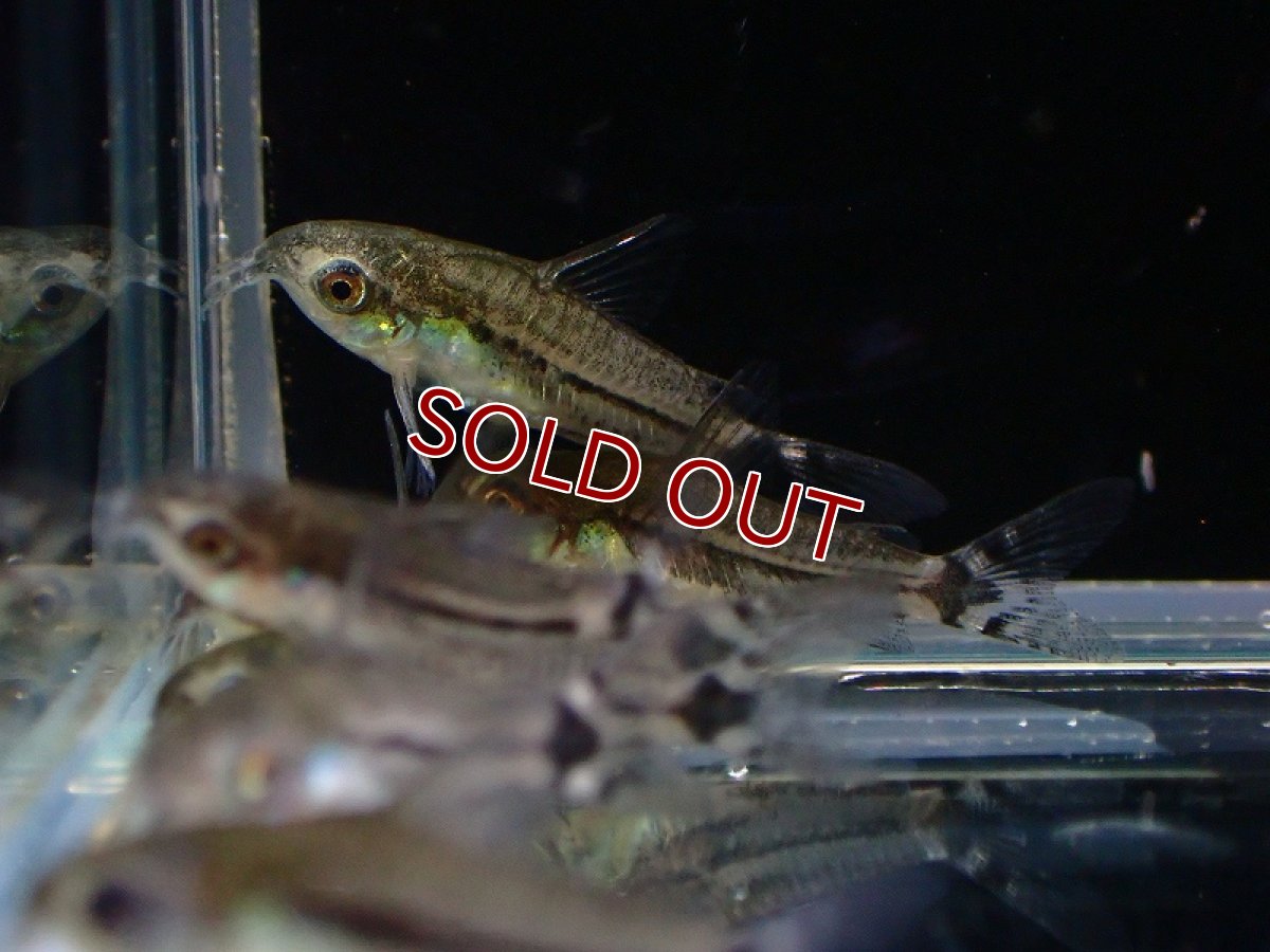 画像3: 【淡水魚】【通販】売り切りセール コリドラス ハステータス ブラックライン【1匹 サンプル画像】（コリドラス）（生体）（熱帯魚）NKCR (3)