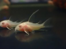 画像1: 【淡水魚】【通販】爆安 ロングフィン アルビノ コリドラス （白コリ）【1匹 サンプル画像】(±2-3cm)（コリドラス（生体）（熱帯魚）NKCR (1)