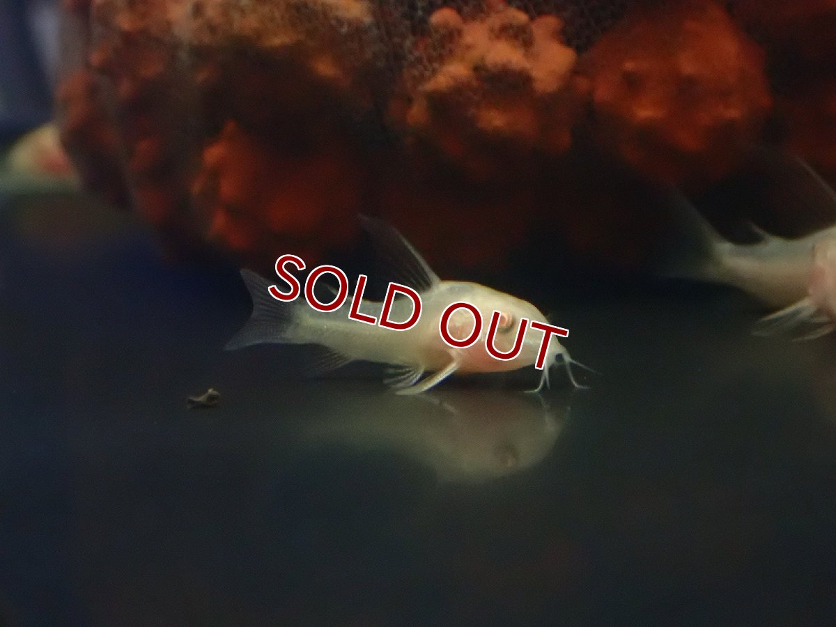 画像2: 【淡水魚】【通販】爆安 ロングフィン アルビノ コリドラス （白コリ）【1匹 サンプル画像】(±2-3cm)（コリドラス（生体）（熱帯魚）NKCR (2)