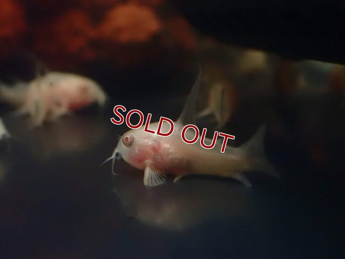 画像3: 【淡水魚】【通販】爆安 ロングフィン アルビノ コリドラス （白コリ）【1匹 サンプル画像】(±2-3cm)（コリドラス（生体）（熱帯魚）NKCR (3)