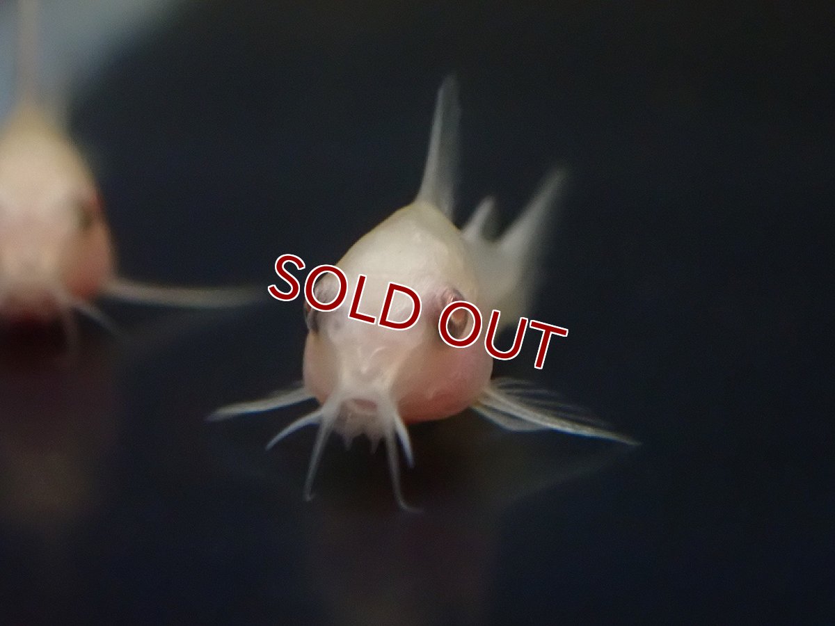 画像4: 【淡水魚】【通販】爆安 ロングフィン アルビノ コリドラス （白コリ）【1匹 サンプル画像】(±2-3cm)（コリドラス（生体）（熱帯魚）NKCR (4)