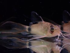 画像1: 【淡水魚】【通販】激レア Lサイズ メデューサ コリドラス ロングフィン パンダ【1匹 サンプル画像】±5cm)（生体）（熱帯魚）NKCR (1)