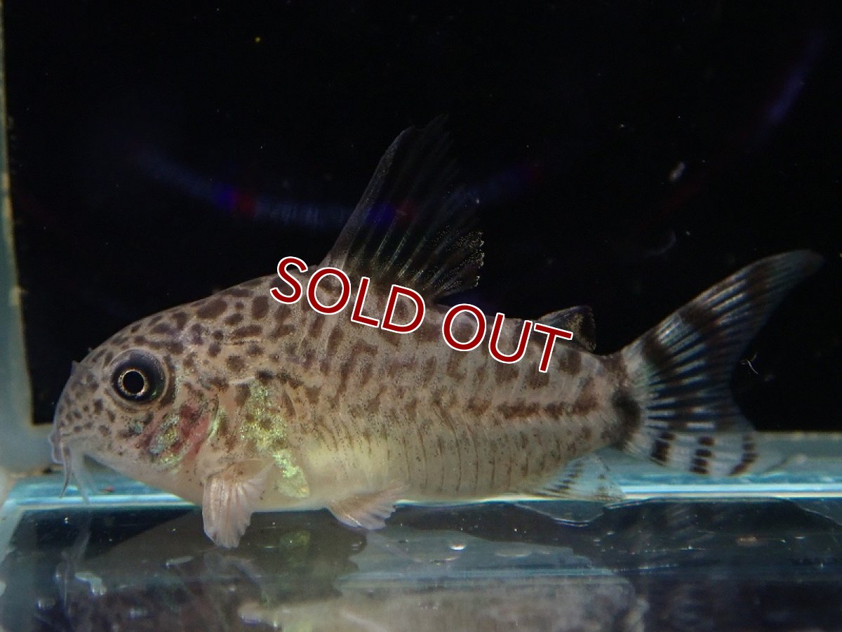 画像1: 【淡水魚】【通販】コリドラス ムスス【1匹 サンプル画像】(±3cm)（コリドラス）（生体）（熱帯魚）NCR (1)