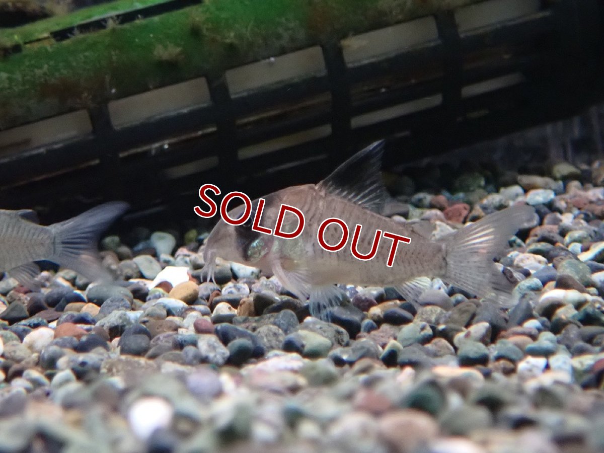 画像2: 【淡水魚】【通販】コリドラス ホワイトポタロエンシス リオ カノアス産 ワイルド【1匹 サンプル画像】(±5cm)（生体）（熱帯魚）NKCR (2)