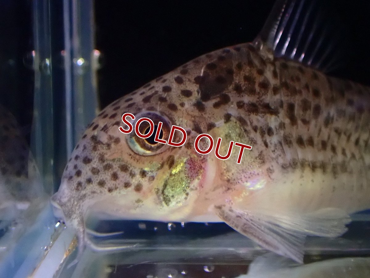 画像2: 【淡水魚】【通販】激レア 初入荷 コリドラス ショートノーズspベネズエラ ベネズエラ産【1匹 サンプル画像】(±5cm（生体）（熱帯魚）NKCR (2)