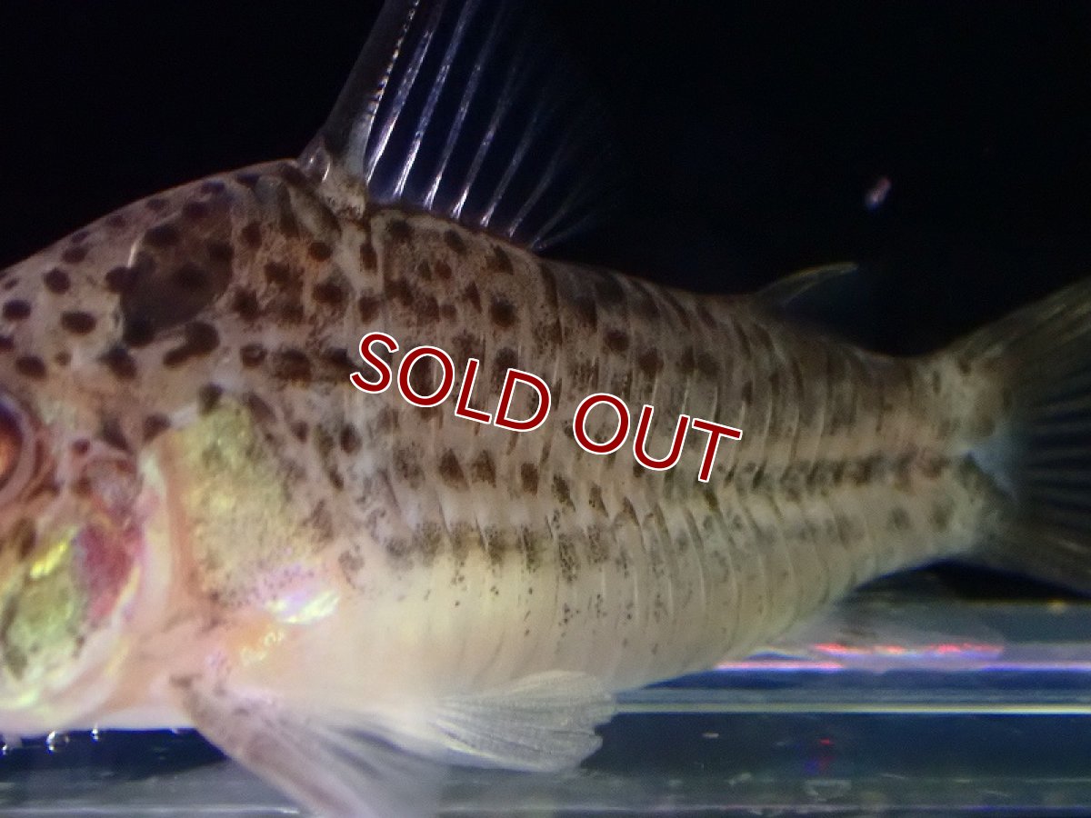 画像3: 【淡水魚】【通販】激レア 初入荷 コリドラス ショートノーズspベネズエラ ベネズエラ産【1匹 サンプル画像】(±5cm（生体）（熱帯魚）NKCR (3)