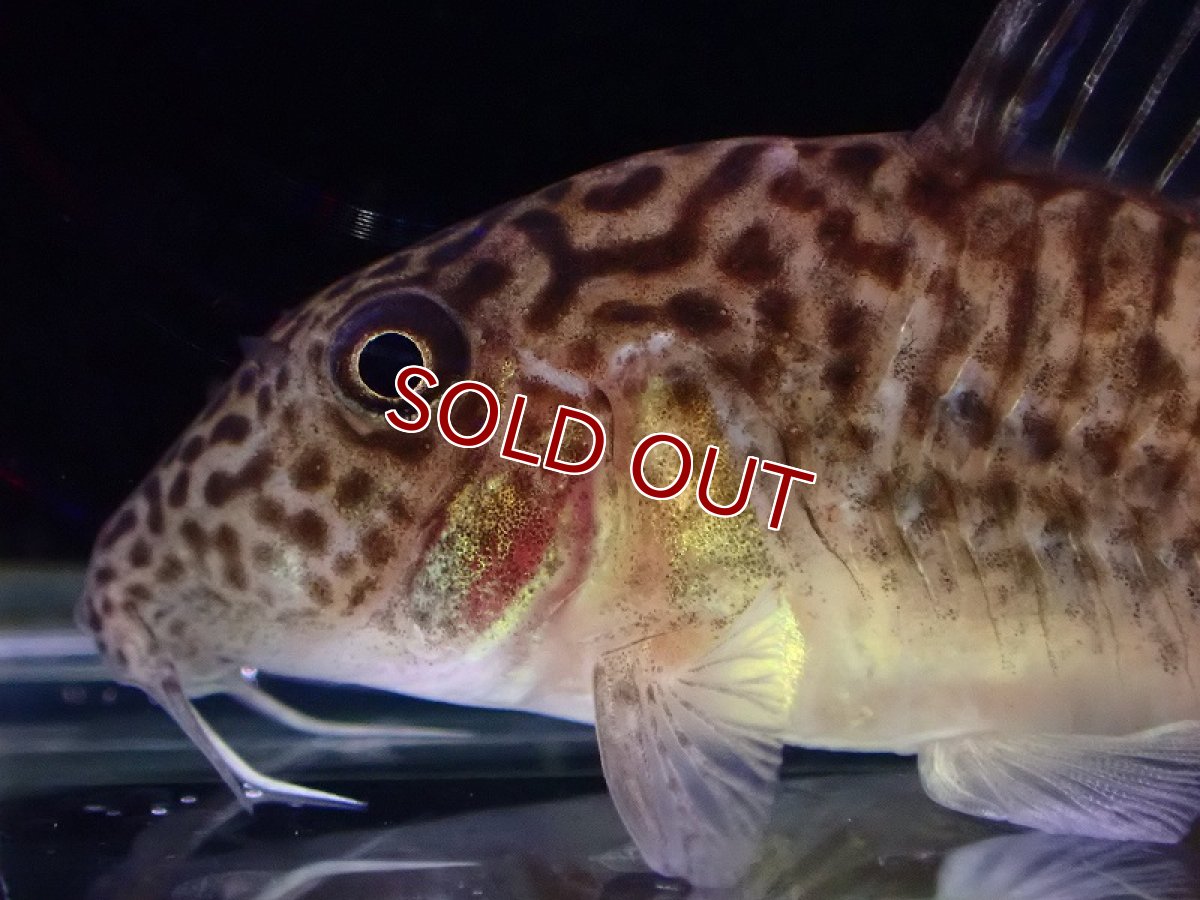 画像2: 【淡水魚】【通販】激レア 初入荷 コリドラス ロングノーズspベネズエラ ベネズエラ産【1匹 サンプル画像】(±6cm)（生体）（熱帯魚）NKCR (2)