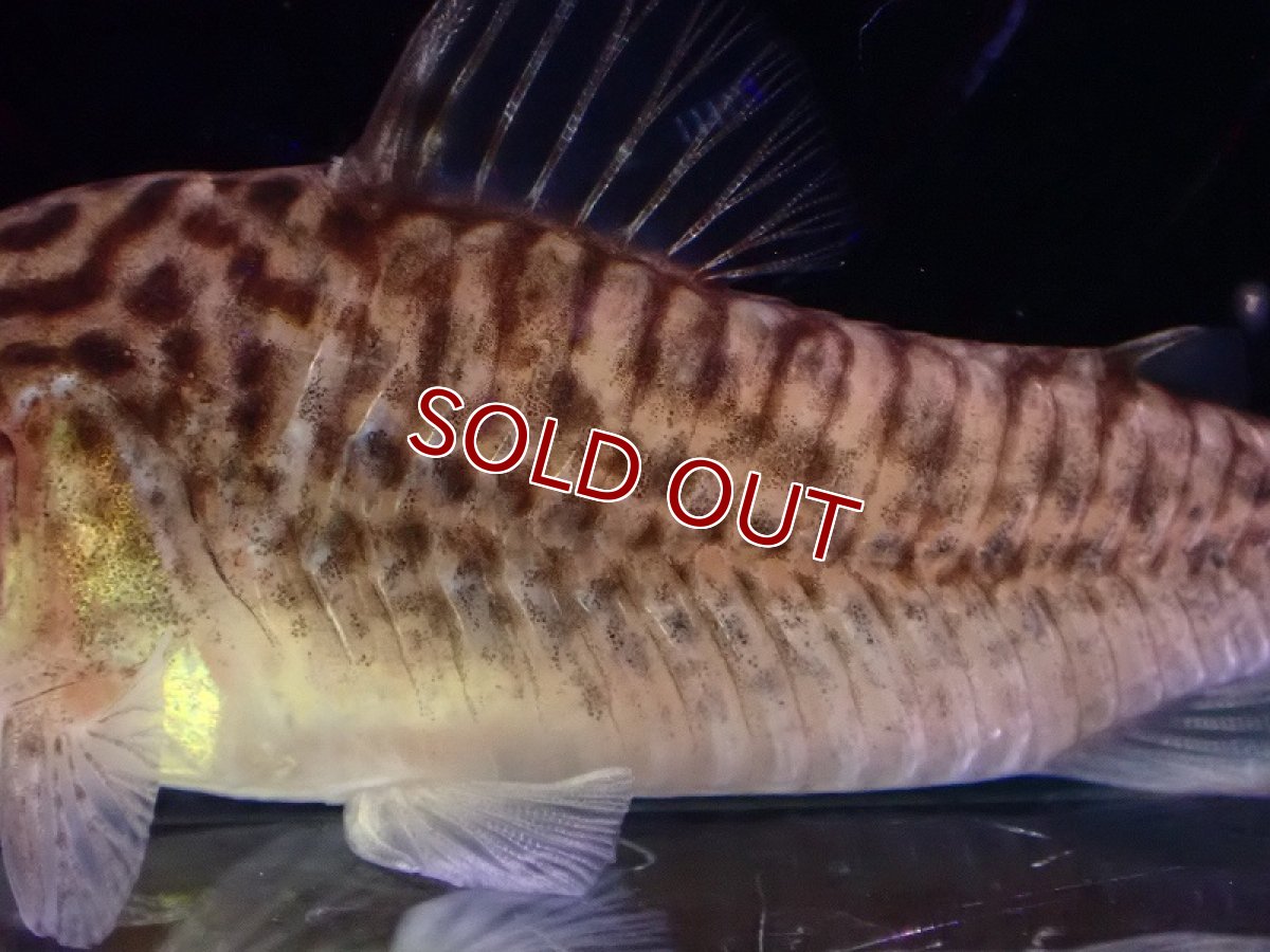 画像3: 【淡水魚】【通販】激レア 初入荷 コリドラス ロングノーズspベネズエラ ベネズエラ産【1匹 サンプル画像】(±6cm)（生体）（熱帯魚）NKCR (3)