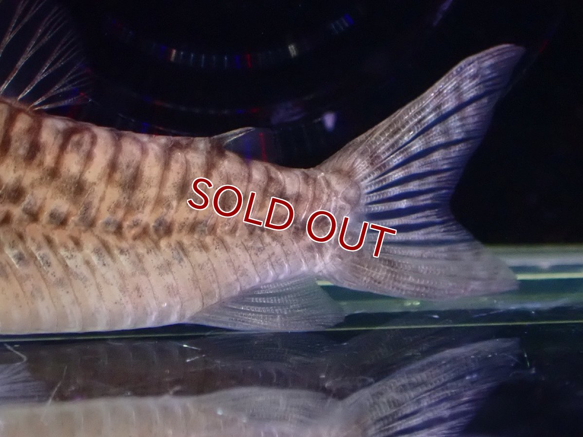 画像4: 【淡水魚】【通販】激レア 初入荷 コリドラス ロングノーズspベネズエラ ベネズエラ産【1匹 サンプル画像】(±6cm)（生体）（熱帯魚）NKCR (4)