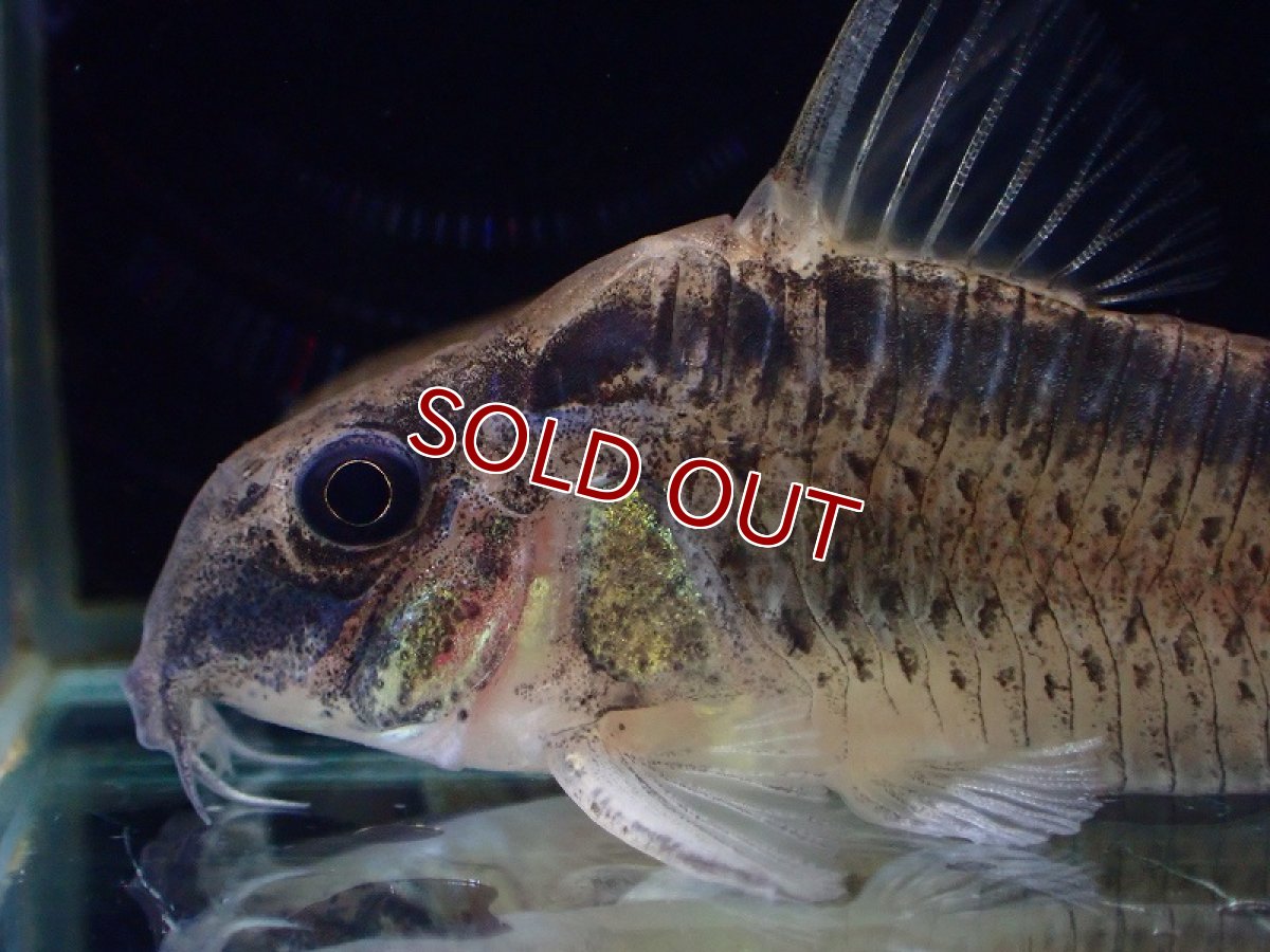 画像2: 【淡水魚】【通販】コリドラス sp ウルク リオウルク産 ワイルド【1匹 サンプル画像】(±5-6cm)（コリドラス）（生体）（熱帯魚）NKCR (2)