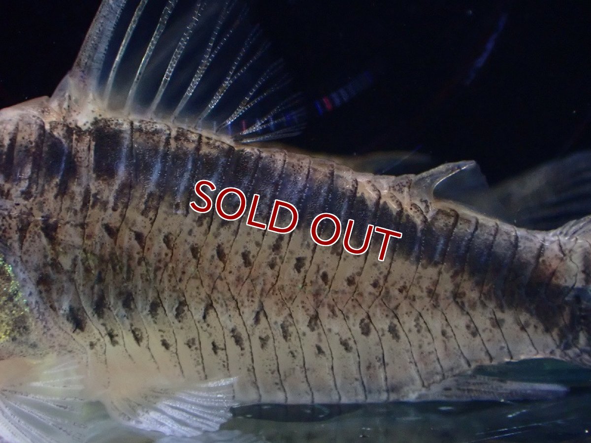 画像3: 【淡水魚】【通販】コリドラス sp ウルク リオウルク産 ワイルド【1匹 サンプル画像】(±5-6cm)（コリドラス）（生体）（熱帯魚）NKCR (3)