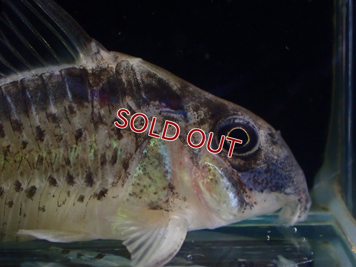 画像2: 【淡水魚】【通販】コリドラス ウルク リオウルク産 ワイルド【1匹 サンプル画像】(±5-6cm)（コリドラス）（生体）（熱帯魚）NKCR (2)