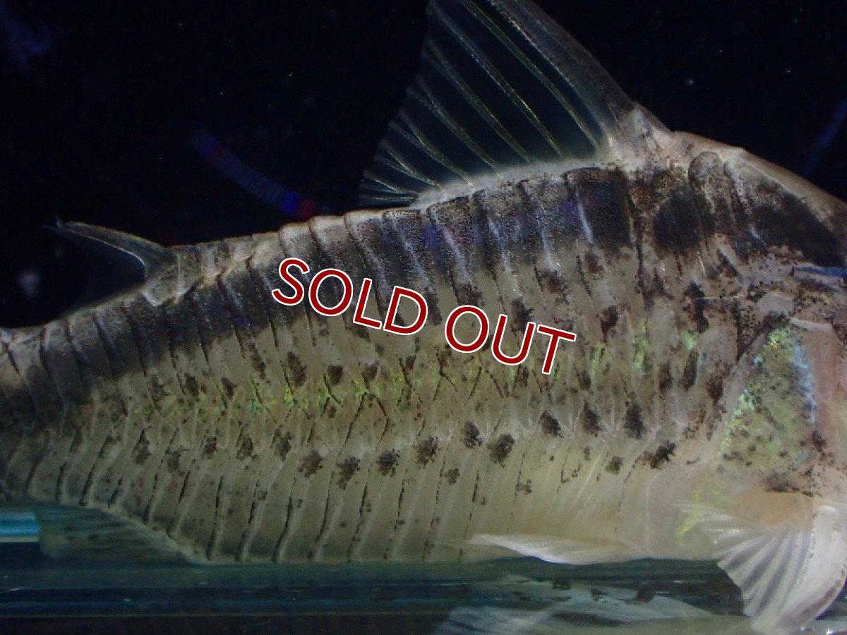 画像3: 【淡水魚】【通販】コリドラス ウルク リオウルク産 ワイルド【1匹 サンプル画像】(±5-6cm)（コリドラス）（生体）（熱帯魚）NKCR (3)