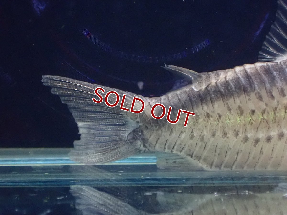 画像4: 【淡水魚】【通販】コリドラス ウルク リオウルク産 ワイルド【1匹 サンプル画像】(±5-6cm)（コリドラス）（生体）（熱帯魚）NKCR (4)