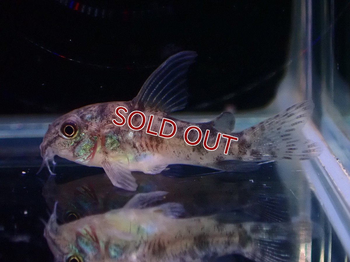 画像2: 【淡水魚】【通販】爆安 ロングフィン コリドラス パレアタス(青コリ)【１匹 サンプル画像】(コリドラス)(生体)(熱帯魚)NKCR (2)