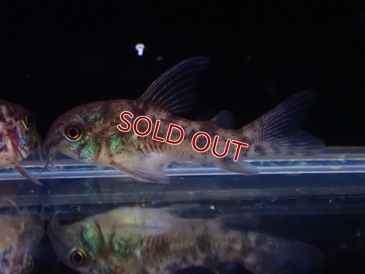 画像3: 【淡水魚】【通販】爆安 ロングフィン コリドラス パレアタス(青コリ)【１匹 サンプル画像】(コリドラス)(生体)(熱帯魚)NKCR (3)