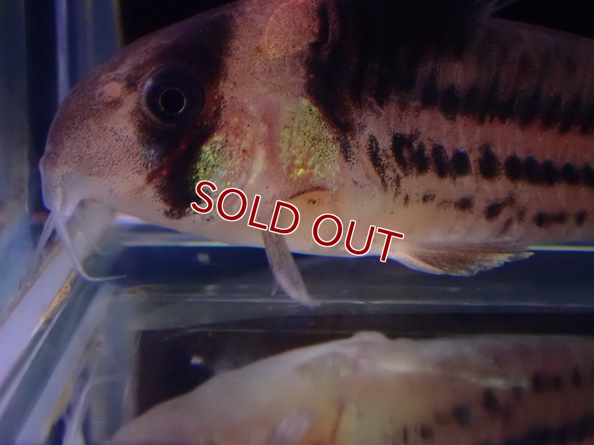 画像2: 【淡水魚】【通販】爆安 訳アリ 大きめ コリドラス コルレア【１匹 サンプル画像】(±4-5cm)(生体)(熱帯魚)NKCR (2)