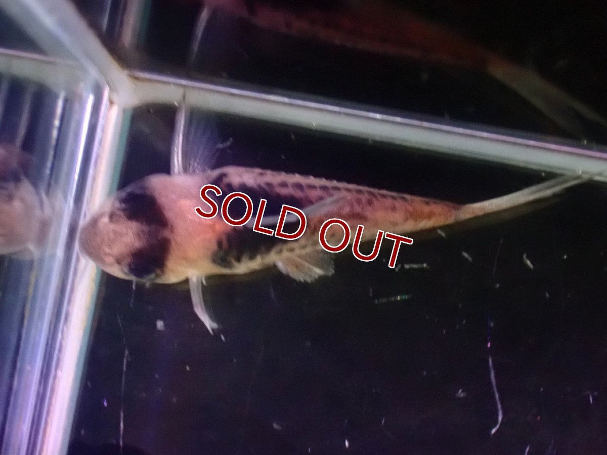 画像3: 【淡水魚】【通販】爆安 訳アリ 大きめ コリドラス コルレア【１匹 サンプル画像】(±4-5cm)(生体)(熱帯魚)NKCR (3)