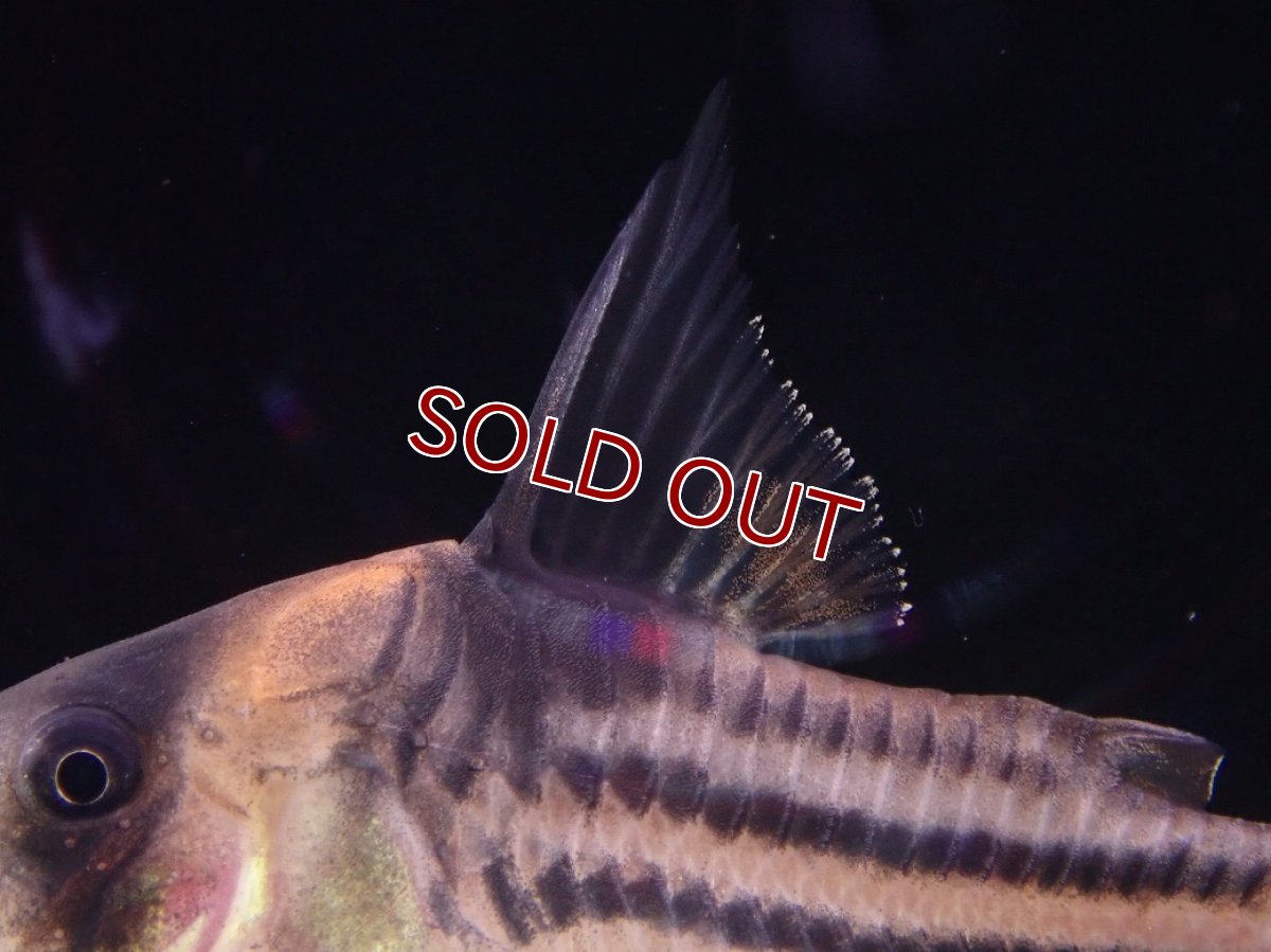 画像2: 【淡水魚】【通販】特価 大きめ Aグレード コリドラス コルレア【１匹 サンプル画像】(±4cm)(コルレア)(生体)(熱帯魚)NKCR (2)