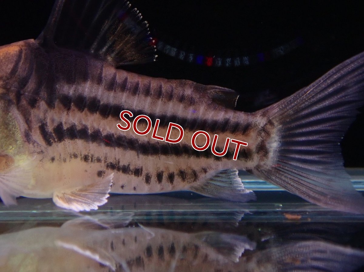 画像3: 【淡水魚】【通販】特価 大きめ Aグレード コリドラス コルレア【１匹 サンプル画像】(±4cm)(コルレア)(生体)(熱帯魚)NKCR (3)