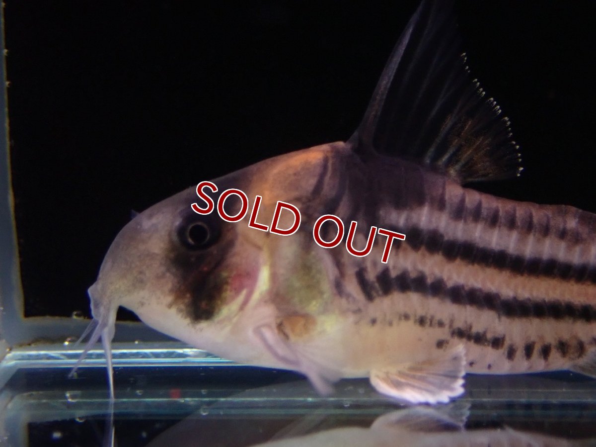 画像4: 【淡水魚】【通販】特価 大きめ Aグレード コリドラス コルレア【１匹 サンプル画像】(±4cm)(コルレア)(生体)(熱帯魚)NKCR (4)