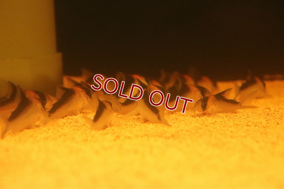 画像2: 【淡水魚】【通販】激安 コリドラス デュプリカレウス【１匹 サンプル画像】(±5cm)(コリドラス)（生体）(熱帯魚)NKCR (2)