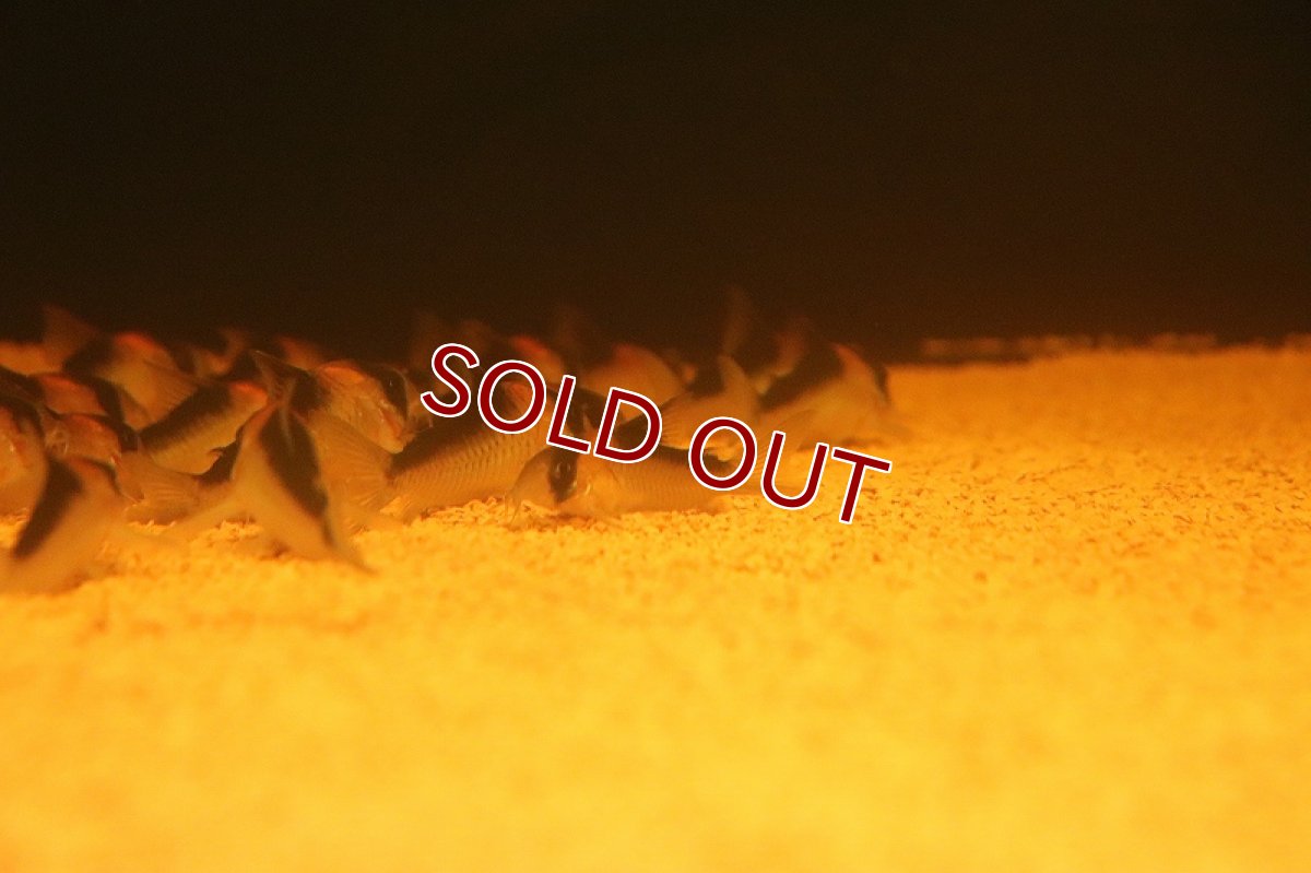 画像3: 【淡水魚】【通販】激安 コリドラス デュプリカレウス【１匹 サンプル画像】(±5cm)(コリドラス)（生体）(熱帯魚)NKCR (3)