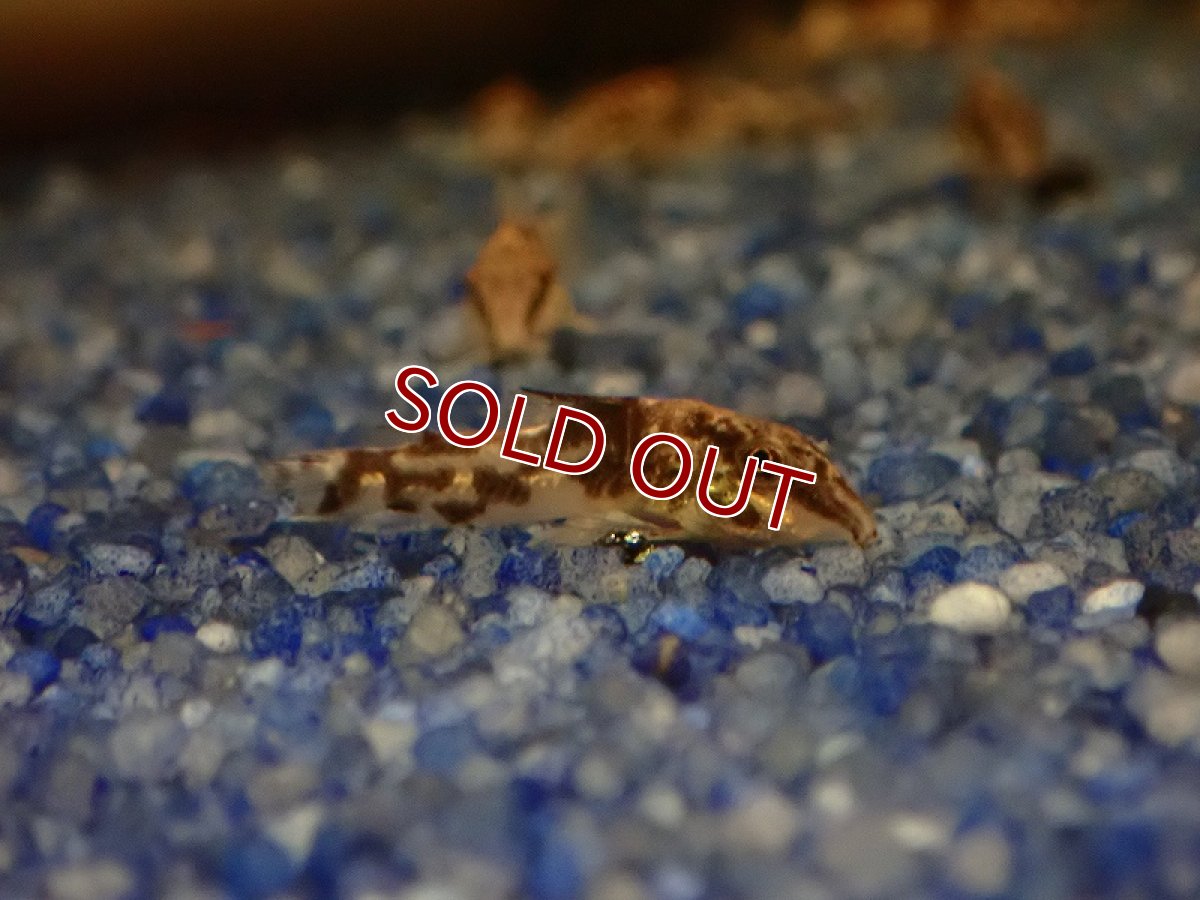 画像2: 【淡水魚】【通販】激安 コリドラス バルバータス【1匹 サンプル画像】(±2-3cm)（コリドラス）（生体）（熱帯魚）NKCR (2)