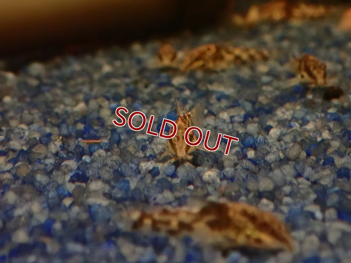 画像3: 【淡水魚】【通販】激安 コリドラス バルバータス【1匹 サンプル画像】(±2-3cm)（コリドラス）（生体）（熱帯魚）NKCR (3)