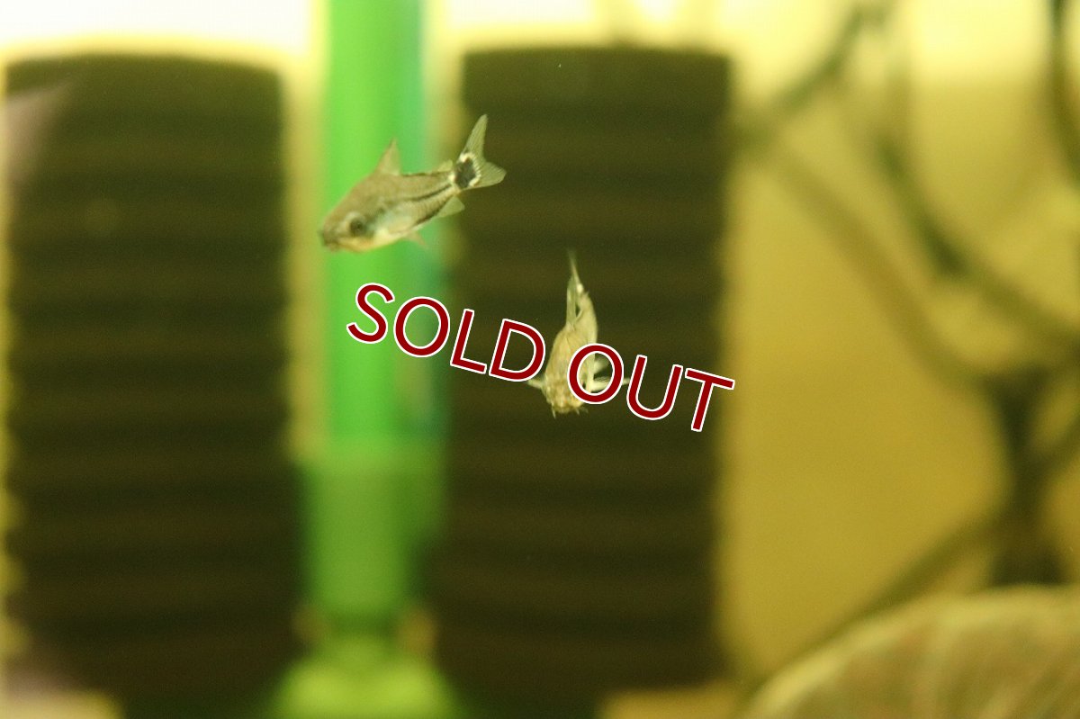 画像2: 【淡水魚】【通販】コリドラス ハステータス ワイルド【１匹 サンプル画像】(コリドラス)（生体）(熱帯魚)NKCR (2)