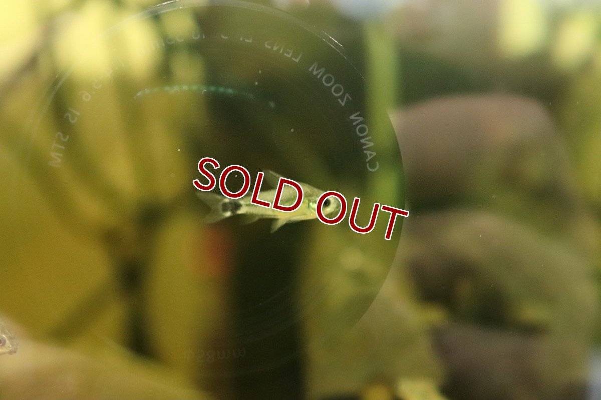 画像3: 【淡水魚】【通販】コリドラス ハステータス ワイルド【１匹 サンプル画像】(コリドラス)（生体）(熱帯魚)NKCR (3)