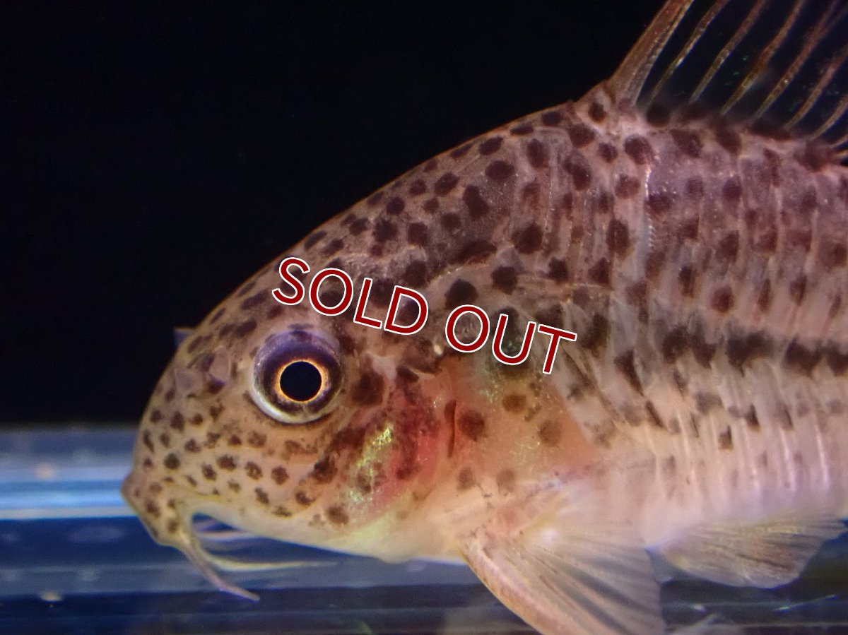 画像2: 【淡水魚】【通販】コリドラス ジャンクションラインガラナ マットグロッソ産 ワイルド【１匹 サンプル画像】(±4-5cm（生体）(熱帯魚)NKCR (2)