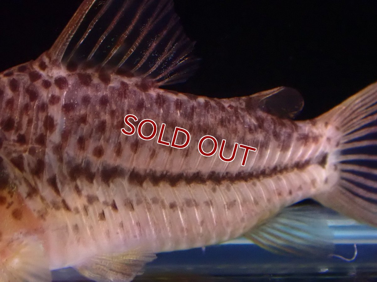 画像3: 【淡水魚】【通販】コリドラス ジャンクションラインガラナ マットグロッソ産 ワイルド【１匹 サンプル画像】(±4-5cm（生体）(熱帯魚)NKCR (3)