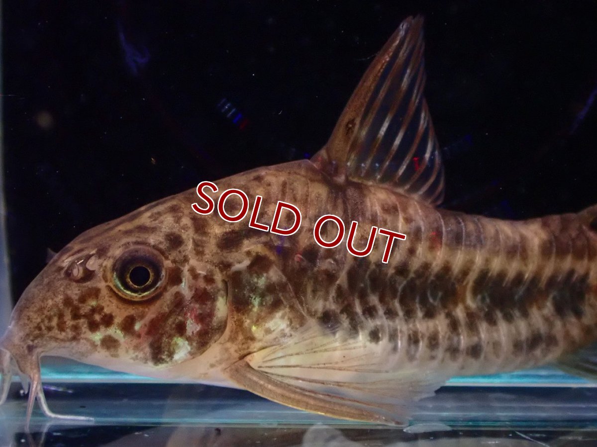 画像2: 【淡水魚】【通販】コリドラス ディフィエス ワイルド【１匹 サンプル画像】(±5-6cm)(コリドラス)（生体）(熱帯魚)NKCR (2)