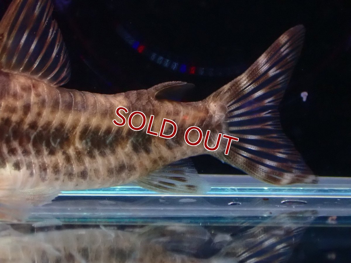 画像3: 【淡水魚】【通販】コリドラス ディフィエス ワイルド【１匹 サンプル画像】(±5-6cm)(コリドラス)（生体）(熱帯魚)NKCR (3)