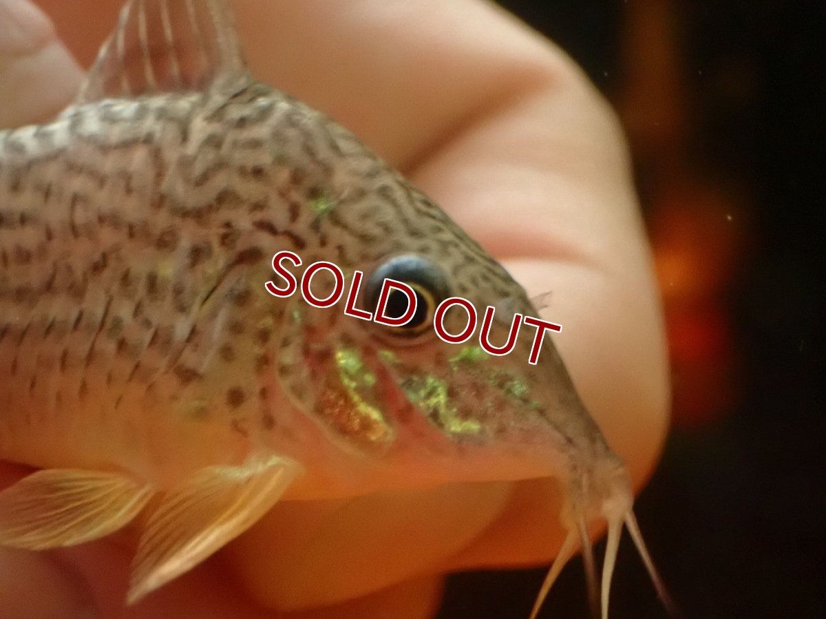 画像2: 【淡水魚】【通販】コリドラス ハラルドシュルツィ ワイルド【１匹 サンプル画像】(±5cm)(コリドラス)(生体)(熱帯魚)NKCR (2)