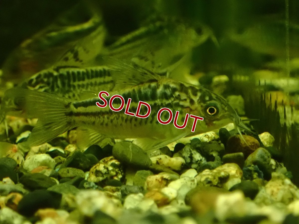 画像2: 【淡水魚】【通販】コリドラス ナヌス ワイルド【１匹 サンプル画像】(コリドラス)(生体)(熱帯魚)NKCR (2)