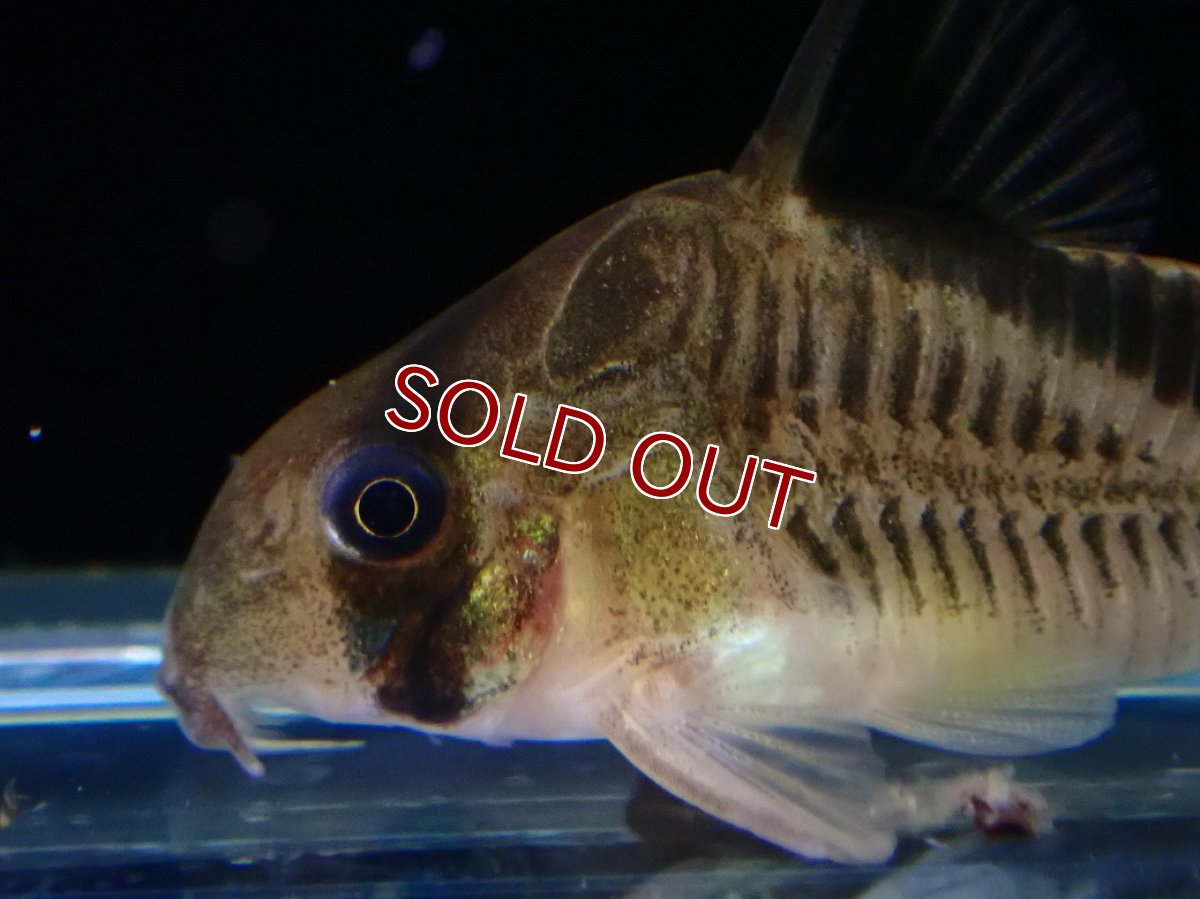 画像2: 【淡水魚】【通販】コリドラス メリニ ワイルド【１匹 サンプル画像】(±4-5cm)(コリドラス)(生体)(熱帯魚)NKCR (2)