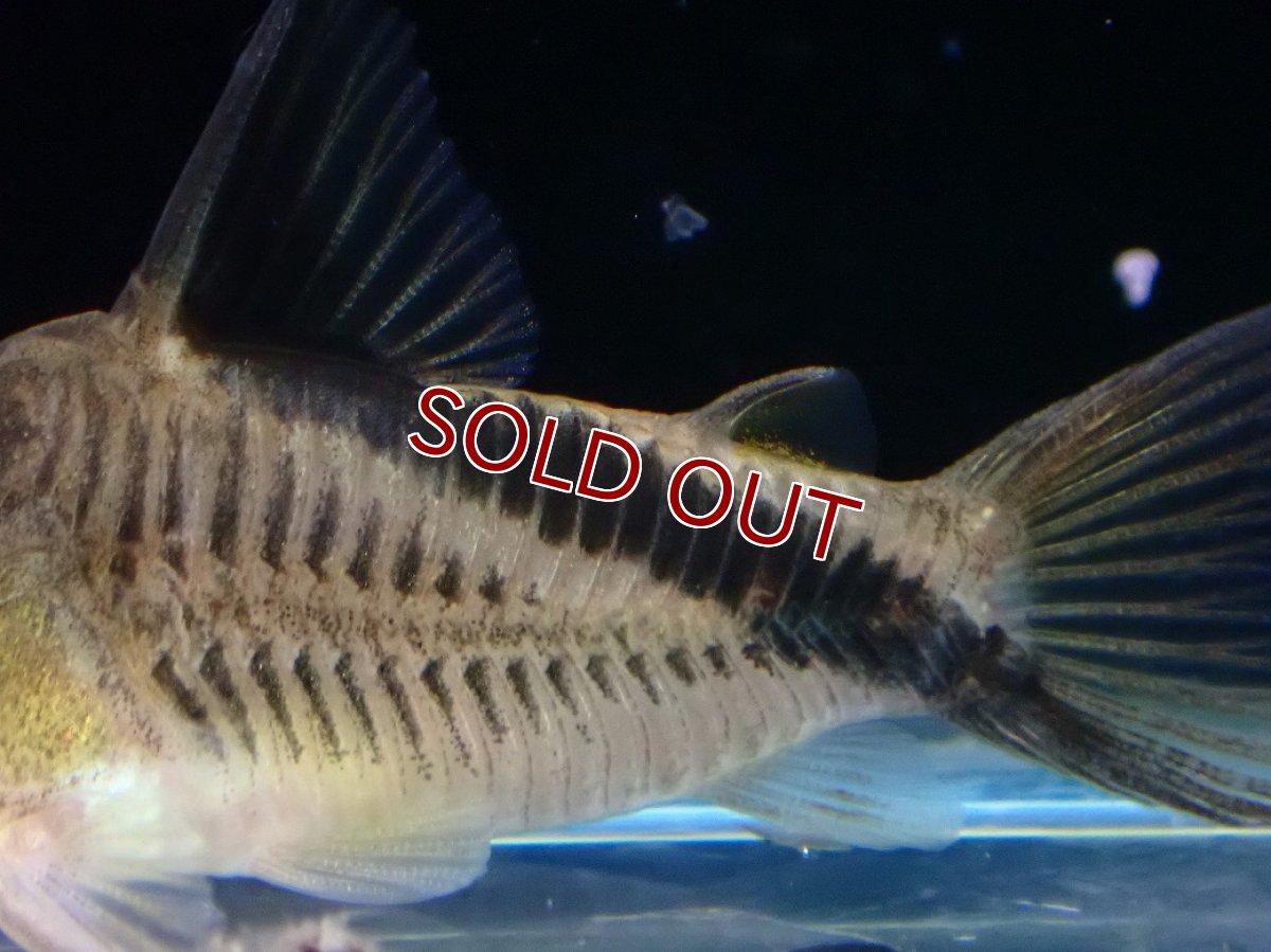 画像3: 【淡水魚】【通販】コリドラス メリニ ワイルド【１匹 サンプル画像】(±4-5cm)(コリドラス)(生体)(熱帯魚)NKCR (3)