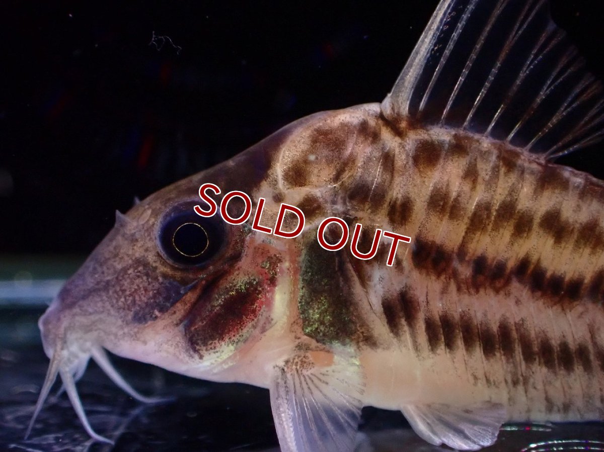 画像2: 【淡水魚】【通販】コリドラス ホワイトフィン ワイルド【１匹 サンプル画像】(±4cm)(コリドラス)(生体)(熱帯魚)NKCR (2)