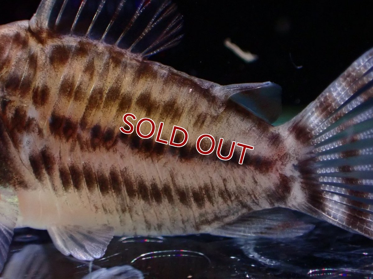 画像3: 【淡水魚】【通販】コリドラス ホワイトフィン ワイルド【１匹 サンプル画像】(±4cm)(コリドラス)(生体)(熱帯魚)NKCR (3)