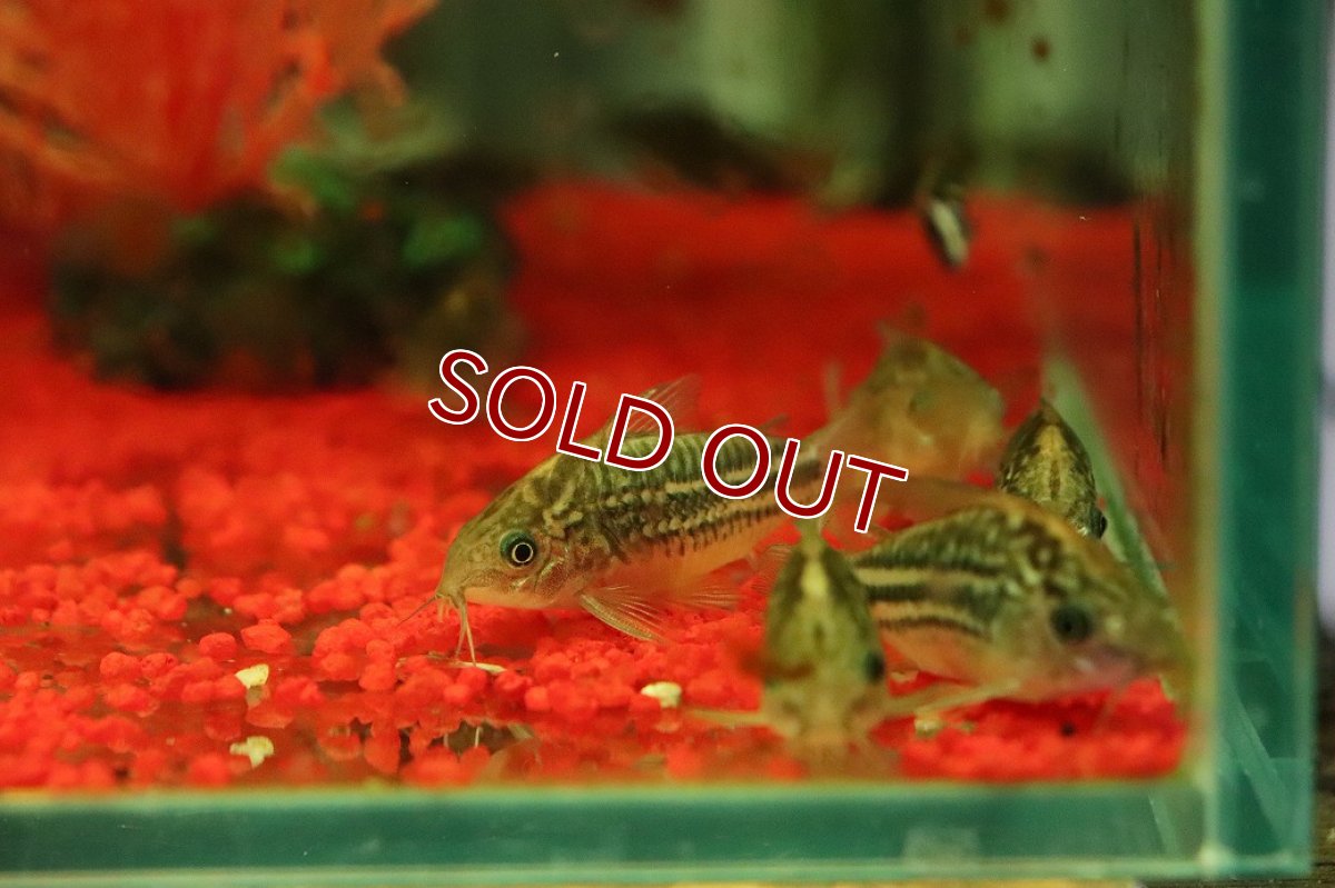 画像1: 【淡水魚】【通販】コリドラス ナポエンシス【１匹 サンプル画像】(コリドラス)(生体)(熱帯魚)NKCR (1)