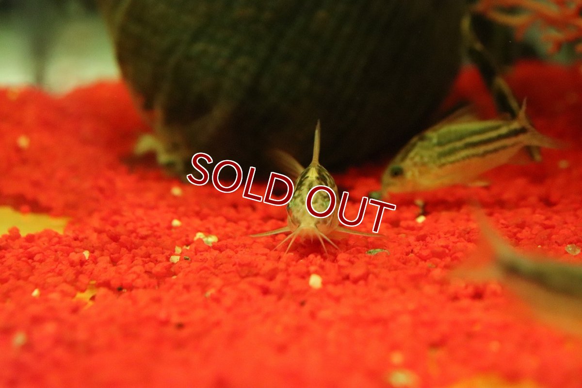 画像2: 【淡水魚】【通販】コリドラス ナポエンシス【１匹 サンプル画像】(コリドラス)(生体)(熱帯魚)NKCR (2)