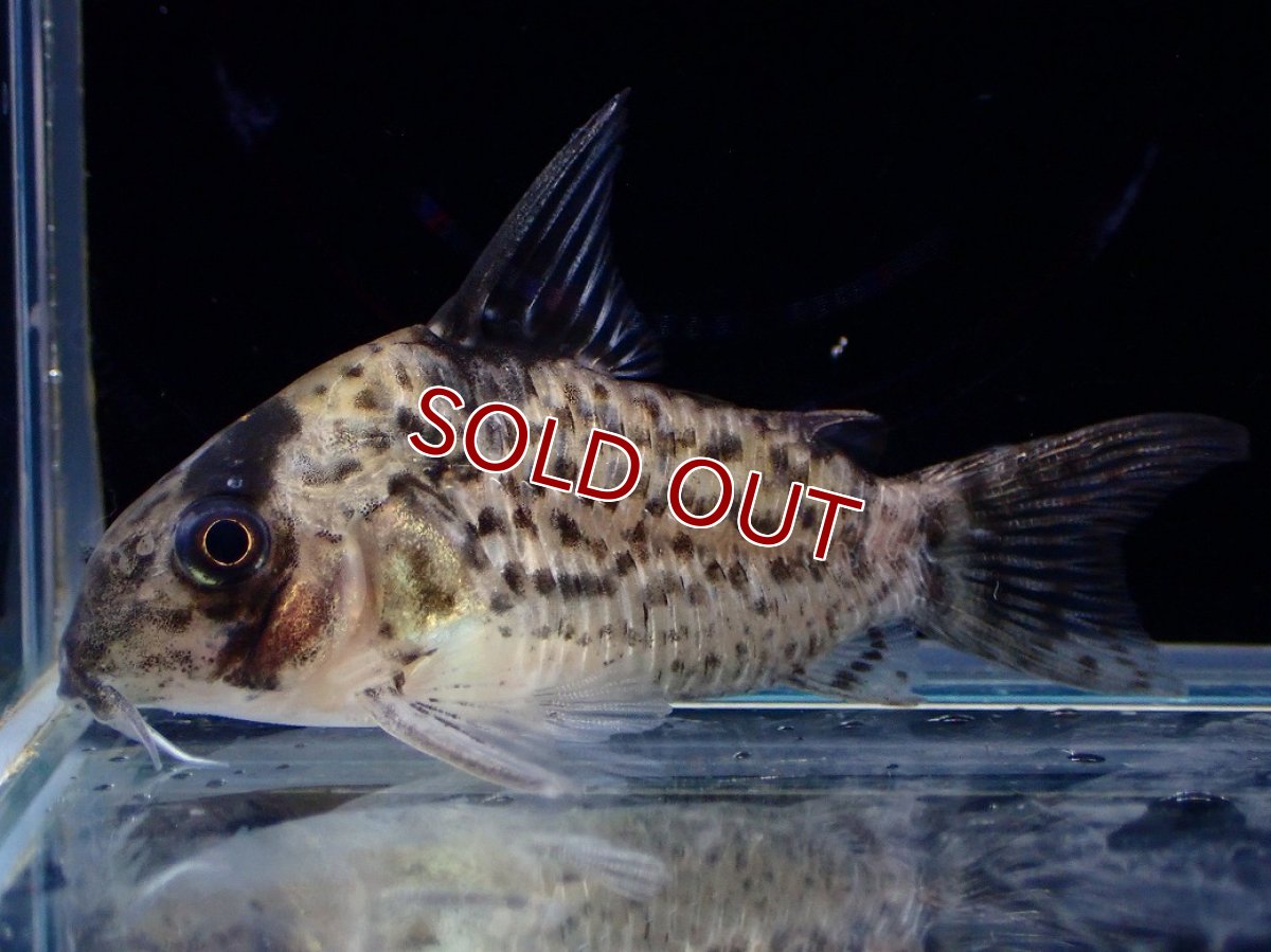 画像1: 【淡水魚】【通販】コリドラス パンク ワイルド【１匹 サンプル画像】(±4cm)(コリドラス)(生体)(熱帯魚)NKCR (1)