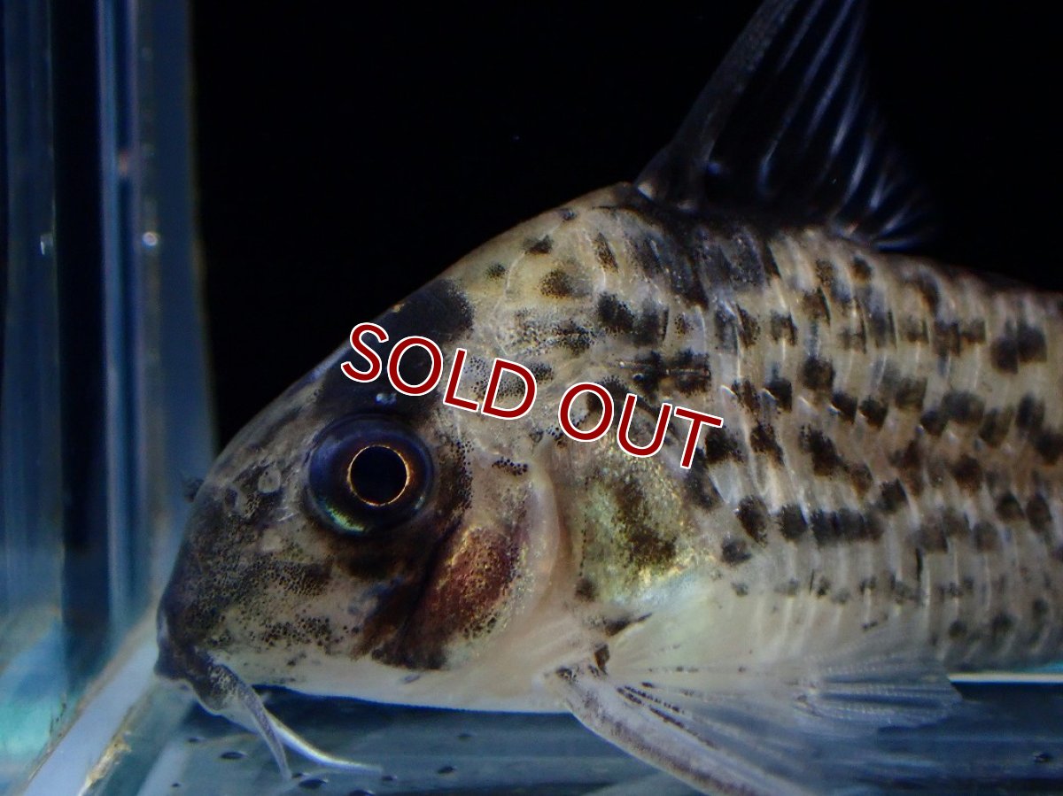 画像2: 【淡水魚】【通販】コリドラス パンク ワイルド【１匹 サンプル画像】(±3cm)(コリドラス)(生体)(熱帯魚)NKCR (2)