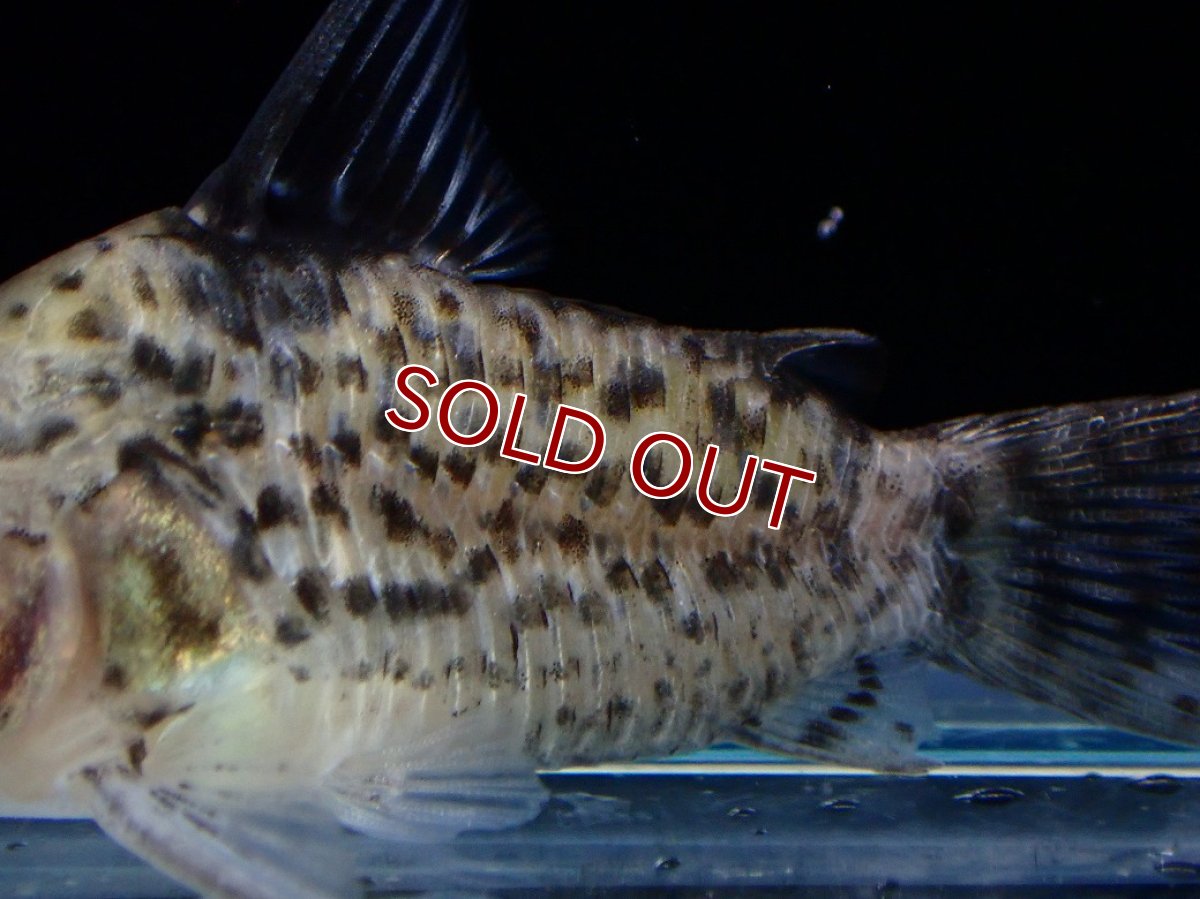 画像3: 【淡水魚】【通販】コリドラス パンク ワイルド【１匹 サンプル画像】(±3cm)(コリドラス)(生体)(熱帯魚)NKCR (3)