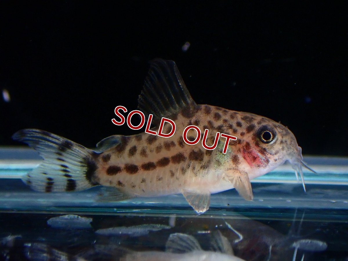 画像1: 【淡水魚】【通販】レア種 コリドラス クナーキィ【１匹 サンプル画像】(±3cm)(コリドラス)(生体)(熱帯魚)NKCR (1)